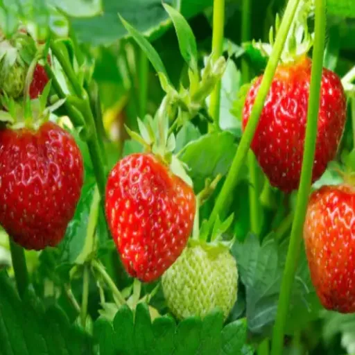 Is Epsom Salt Suitable for Strawberry Plants? Benefits and Usage Tips