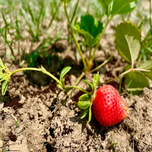is epsom salt good for strawberry plants