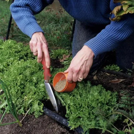 organic fertilizer for tomatoes and peppers