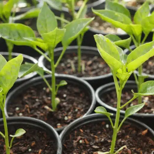 Adding Epsom Salt to Pepper Plants: Benefits and Best Practices