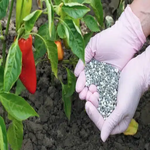 adding epsom salt to pepper plants