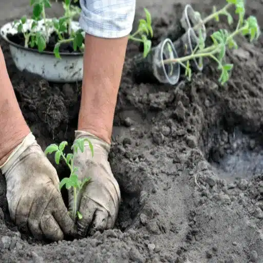 adding epsom salt to pepper plants