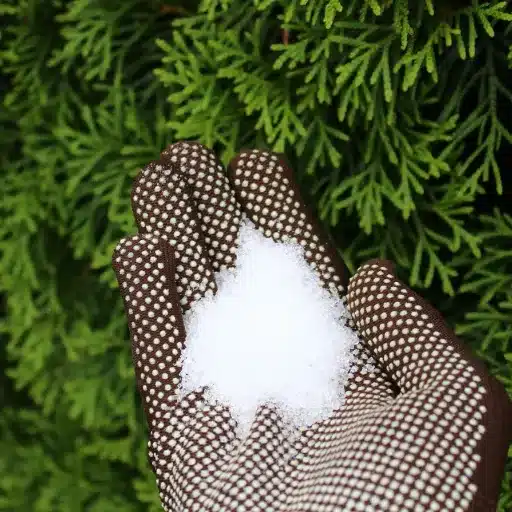 adding epsom salt to pepper plants