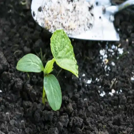 Can You Sprinkle Epsom Salt Around Plants? Exploring Epsom Salt for Tomato and Other Plants