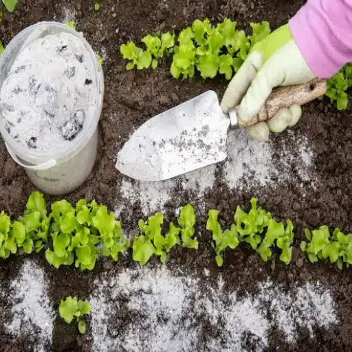 can you sprinkle epsom salt around plants