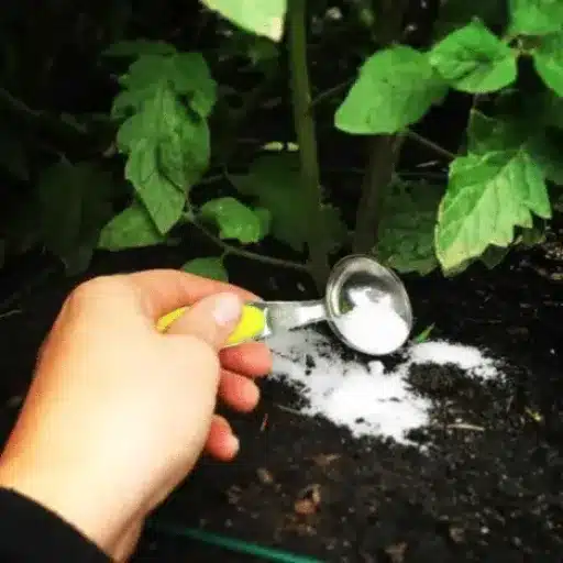 can you sprinkle epsom salt around plants