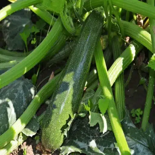 Can You Use Epsom Salt on Zucchini Plants? Exploring Benefits and Application