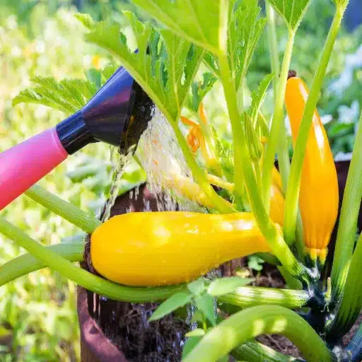 can you use epsom salt on zucchini plants