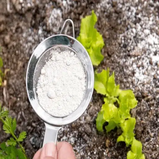 Can You Use Regular Epsom Salt on Plants? Understanding Epsom Salt in the Garden