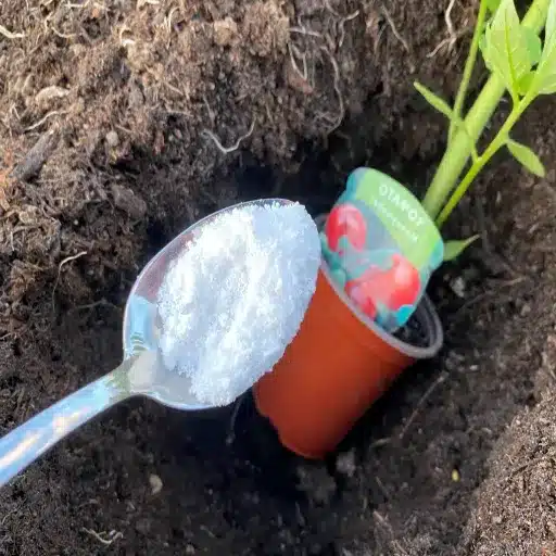 can you use regular epsom salt on plants