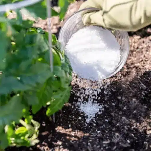 can you use regular epsom salt on plants