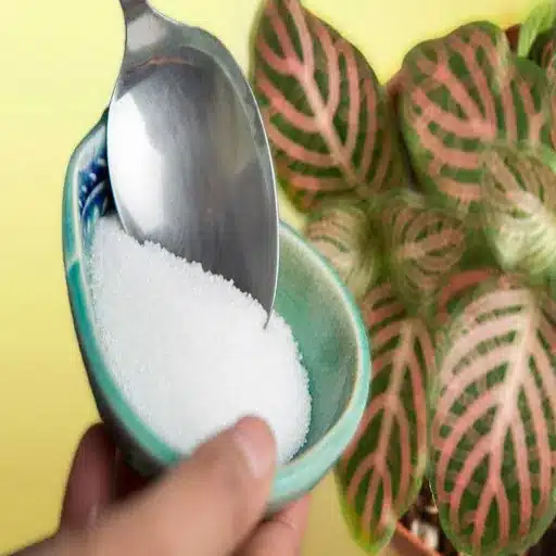 epsom salt and sugar for plants