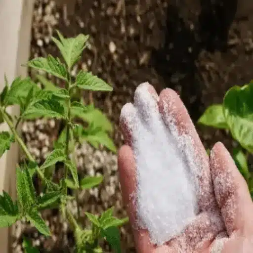 Using Epsom Salt for Houseplants: A Comprehensive Guide