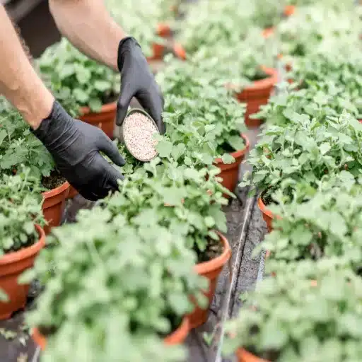 epsom salt bath for plants