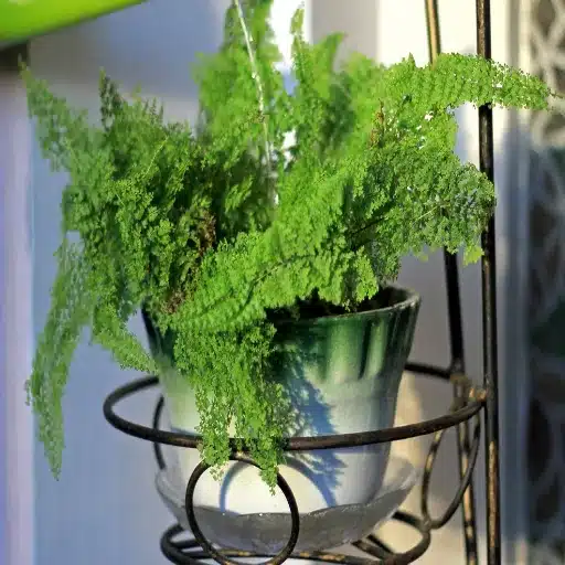 epsom salt for fern plants