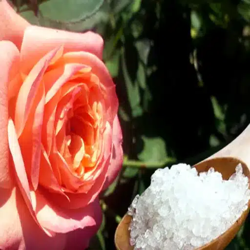 epsom salt for flowers and plants
