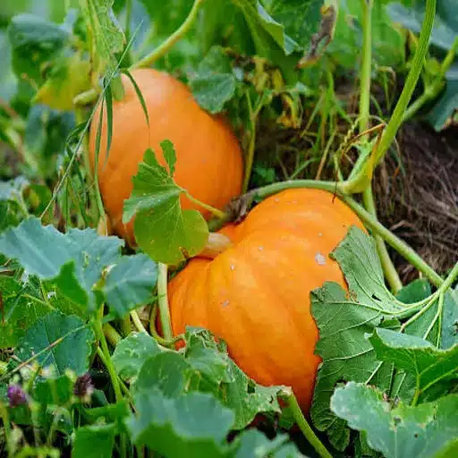 epsom salt on squash plants