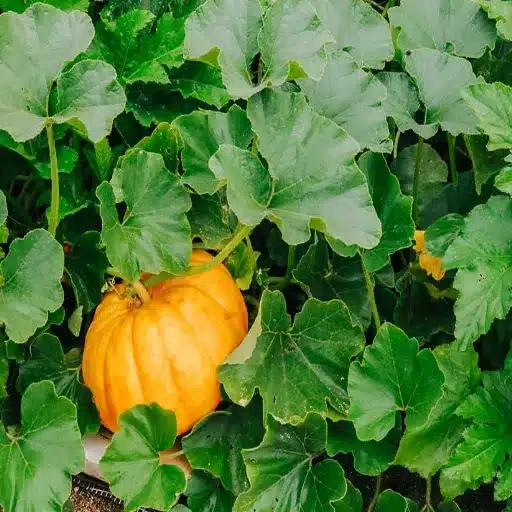 Epsom Salt on Squash Plants: Benefits, Risks, and Tips for Your Garden