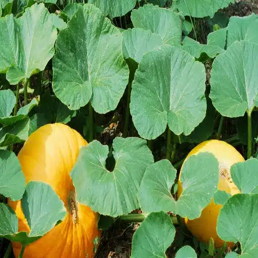 epsom salt on squash plants
