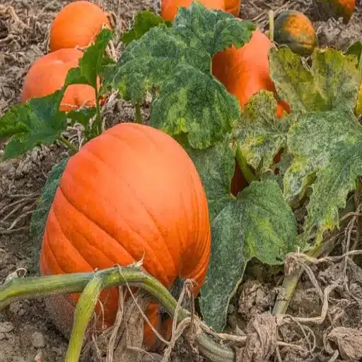 epsom salt on squash plants