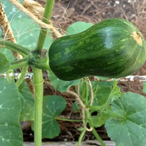 epsom salt on squash plants