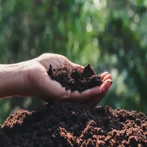 exploring the best organic fertilizers