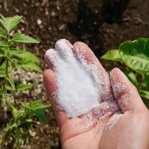 how much epsom salt for tomato and pepper plants
