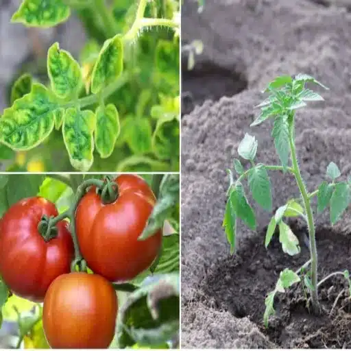 Epsom Salt for Tomato and Pepper Plants: Benefits, Application, and Dosage