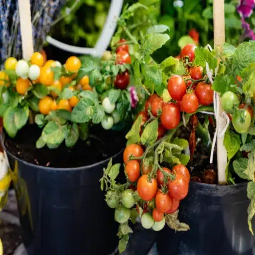 how much epsom salt for tomato and pepper plants