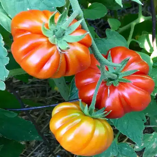 how much epsom salt for tomato and pepper plants