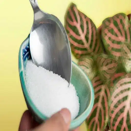 How to Feed Plants with Epsom Salt: A Guide to Using Epsom for Plant Health