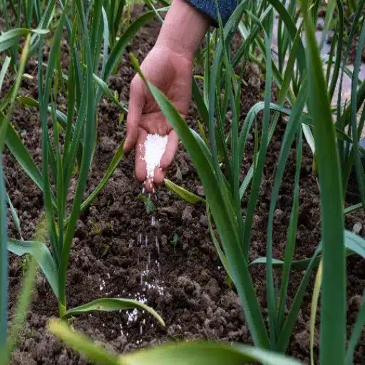 how to feed plants with epsom salt