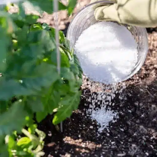 how to feed plants with epsom salt