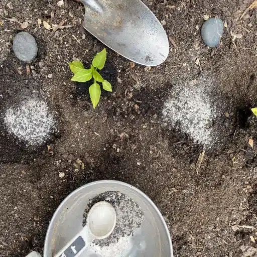 how to feed plants with epsom salt
