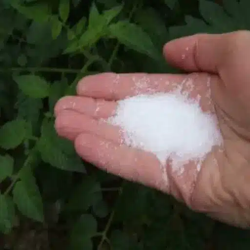 How to Use Epsom Salt for Indoor Plants: Achieve Healthier Plants in Your Garden