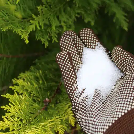 how to use epsom salt for indoor plants