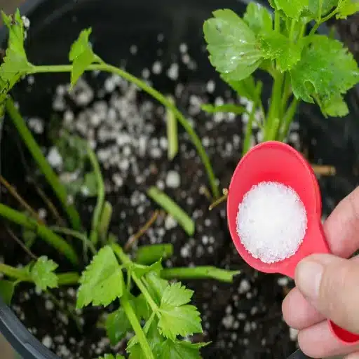 how to use epsom salt for indoor plants