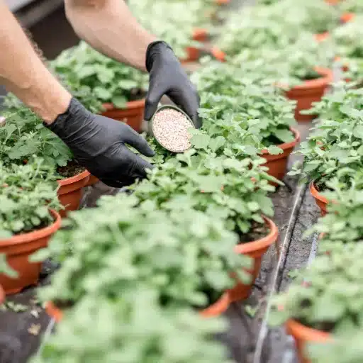 how to use epsom salt for indoor plants