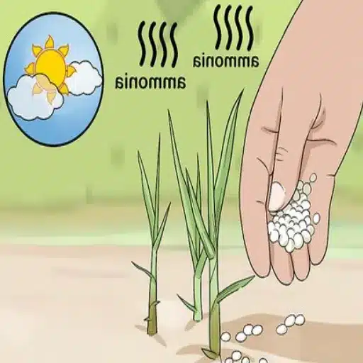 use urea lawn fertilizer effectively