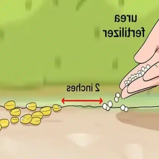 use urea lawn fertilizer effectively