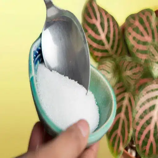What Plants Do You Use Epsom Salt On for Healthier Plants in Your Garden