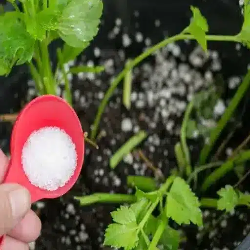 what plants do you use epsom salt on