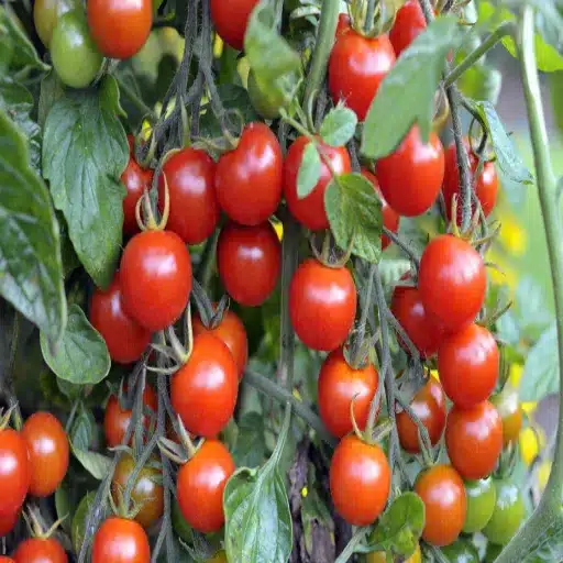 How Much Epsom Salt to Use for Tomato Plants: A Comprehensive Guide
