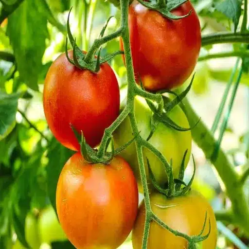 how much epsom salt to use for tomato plants