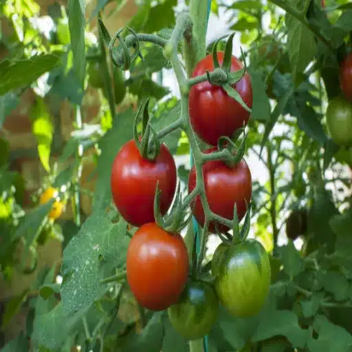 how much epsom salt to use for tomato plants