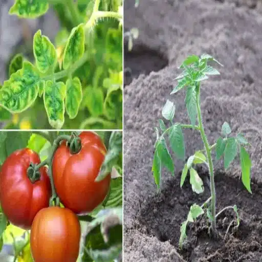 how much epsom salt to use for tomato plants