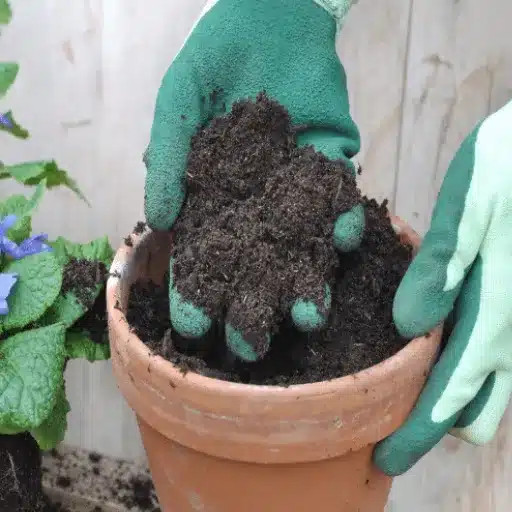 mixing epsom salt and water for plants
