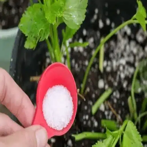 mixing epsom salt and water for plants
