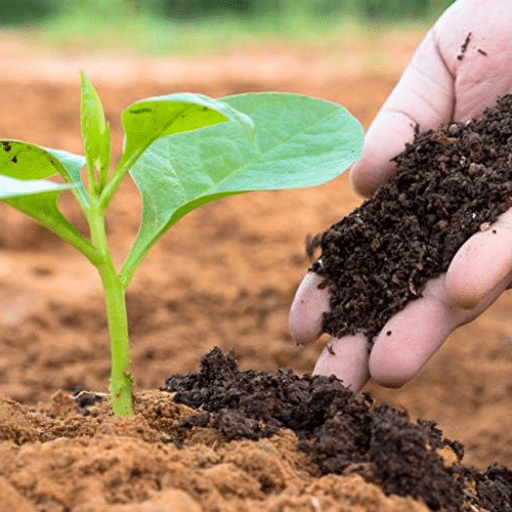 Animal-Based Organic Fertilizers