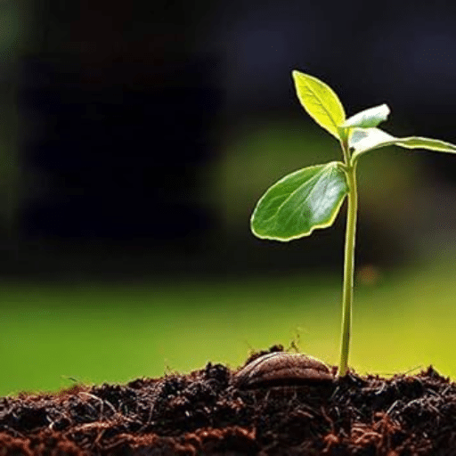Quick Answer: What Is the Best Organic Fruit Tree Fertilizer?